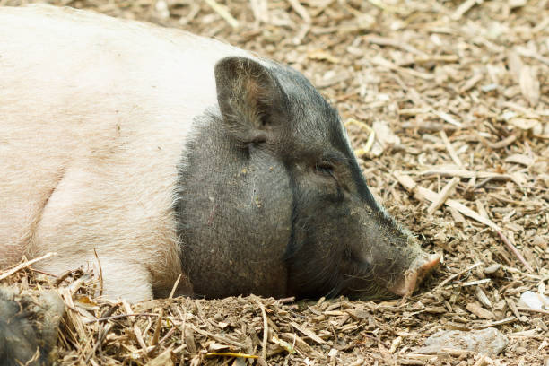 istock Pigs are resting on the farm. 827386964