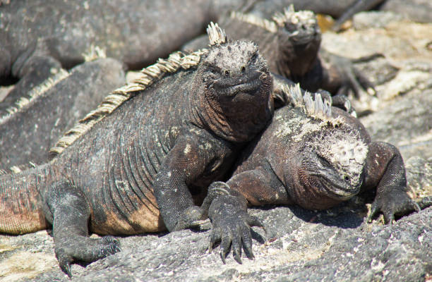 istock Marine Iguanas Sunning on Rock 827387206