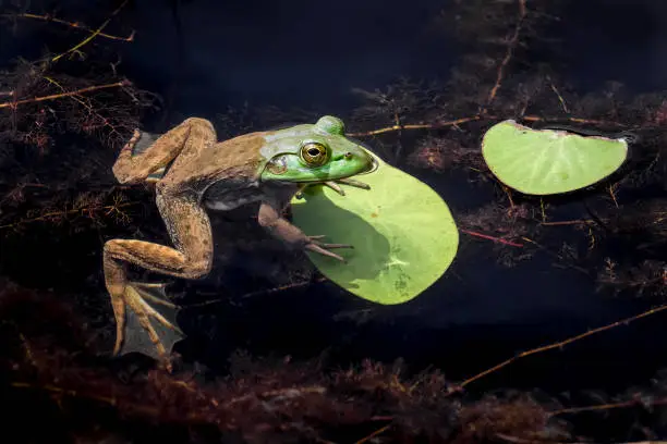 An American bullfrog rest on a lily pad partially submerged in an Indiana pond.