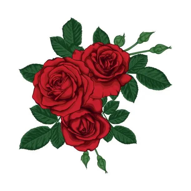 Vector illustration of beautiful bouquet with red roses and leaves. Floral arrangement.