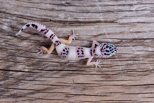 istock Leopard Gecko on natural wood background 827400478