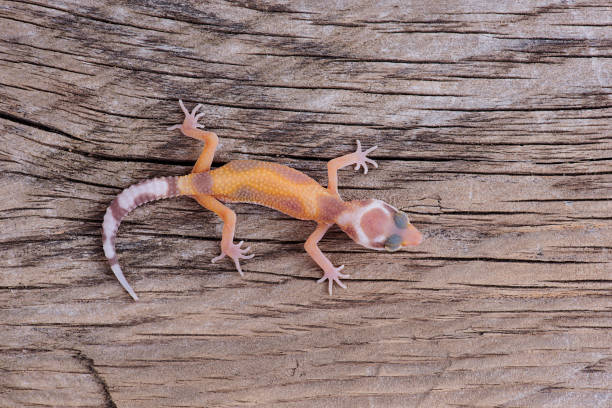 istock Leopard Gecko on natural wood background 827400490