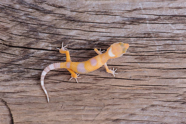 istock Leopard Gecko on natural wood background 827400500