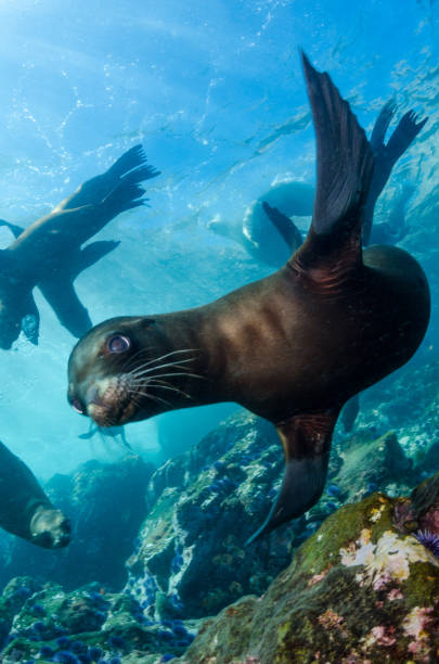 istock Sea Lion Pup 827404324