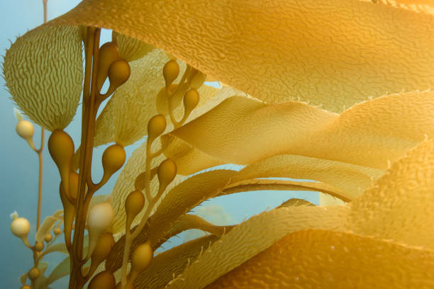 Giant Kelp Golden giant kelp at Santa Barbara Island, California. kelp stock pictures, royalty-free photos & images