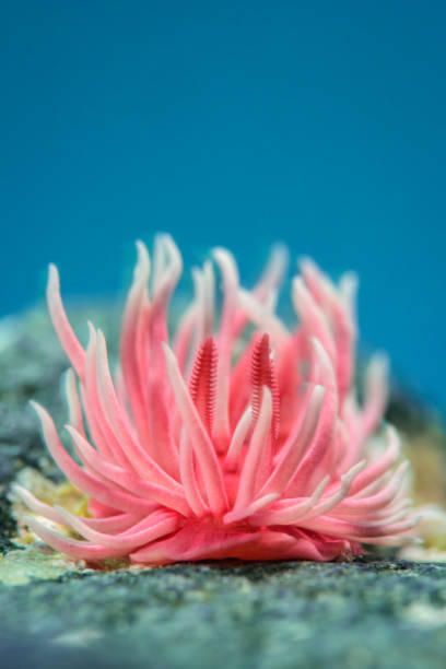 rose nudibranche hopkins' - nudibranch photos et images de collection