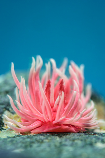 Okenia rosacea nudibranch at Shaw's Cove - Laguna Beach, California.