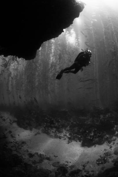 istock Diver in the Kelp Forest 827404426