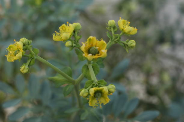 istock Ruta graveolens - common rue - arruda 827406848