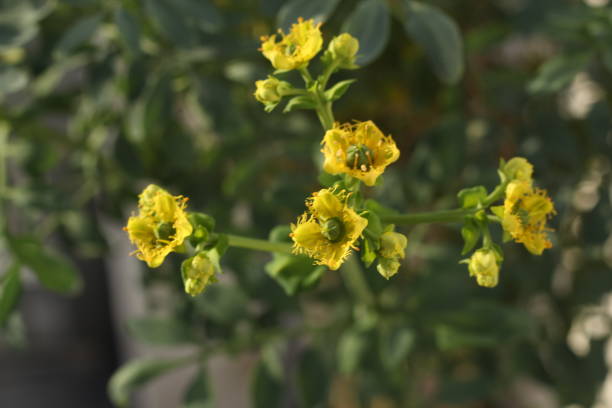 istock Ruta graveolens - common rue - arruda 827407844