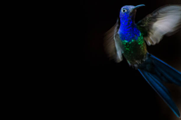 istock Beautiful Hummingbird 827410658