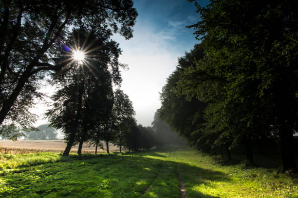 istock Linden alley among fields in a summer morning 827412972