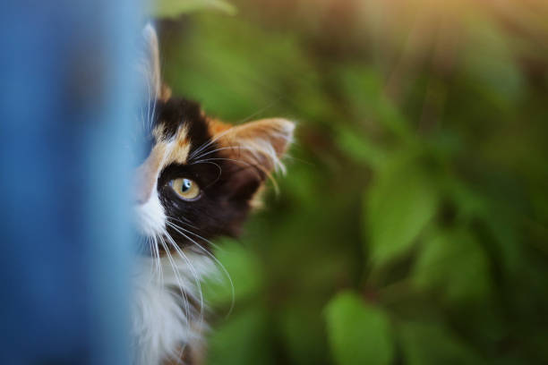 three colored kitten on the green summer garden background look out from blue door