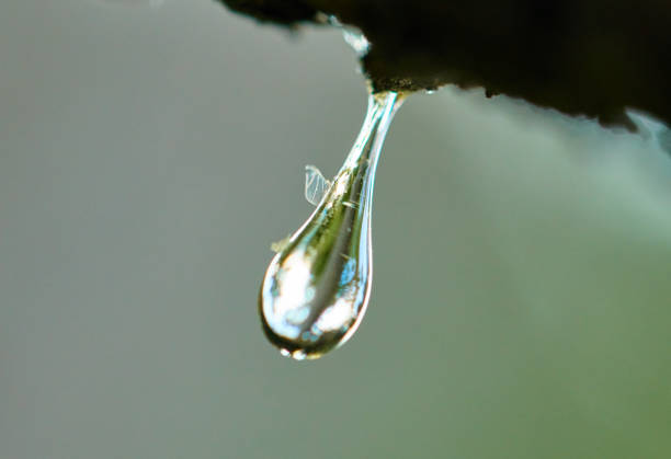 pine tree resine drop with insect wing on forest