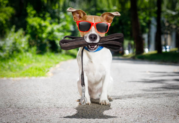 istock dog   with leash waits for a walk 827419968
