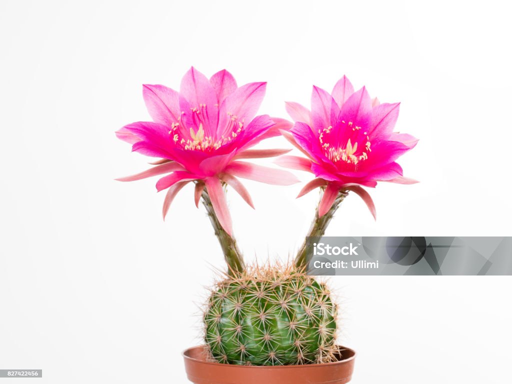 Cactus Echinopsis Kermesina Con La Apertura De Dos Flores Rosa Foto de stock y más banco de imágenes de Cactus - iStock Cactus Echinopsis Kermesina Con La Apertura De Dos Flores Rosa Foto de stock y más banco de imágenes de Cactus - iStock