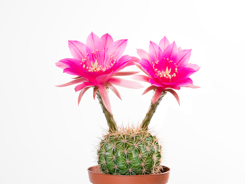 Cactus Echinopsis Kermesina with opening two pink blossoms against white background, isolated
