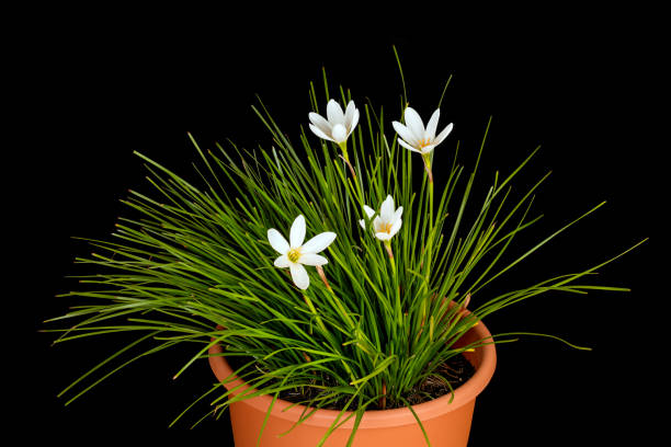 giglio zephyr bianco, zephyranthes candida, in vaso su sfondo nero - zephyranthes lily foto e immagini stock