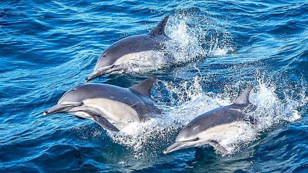 istock Pod of three dolphins breaching in Monterey Bay CA 827422884