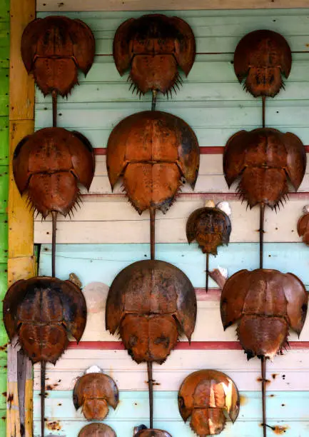 Horseshoe crabs over a wood panel, the are often considered considered living fossils - arthropods of the family Limulidae - carapaces - Brunei Darussalam