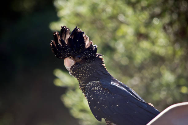 istock female red tailed black cockatoo 827429246