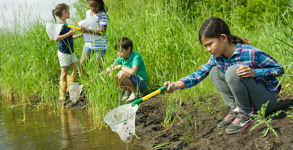A multi-ethnic group of school children are on a school science trip to a pond outdoors. Here they use nets to catch bugs and in