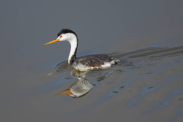 istock Western grebe, seen in a North California marsh 827429548