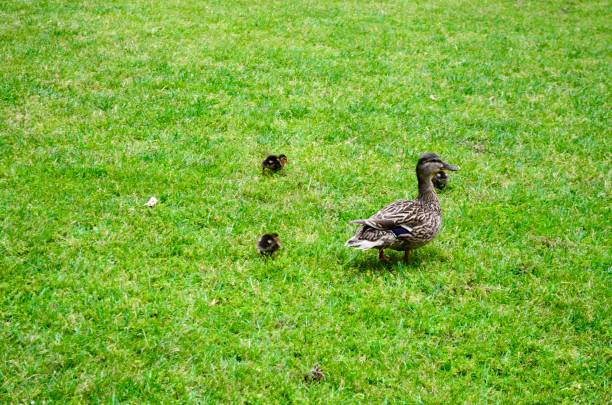 istock A group of ducks walking on the grass 827429856