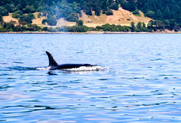 istock Orca Killer Whale Pod in Pacific Ocean 827433396