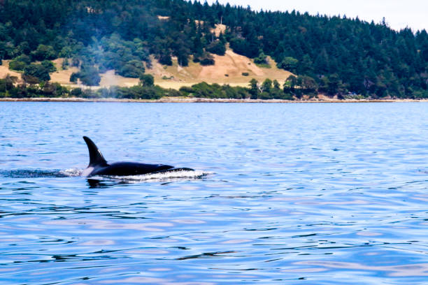 istock Orca Killer Whale Pod in Pacific Ocean 827433912