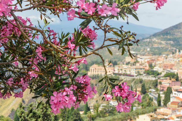 istock Beautiful postcard view with flowers over Taormina, Sicily 827437968