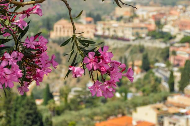 istock Beautiful postcard view with flowers over Taormina, Sicily 827438022