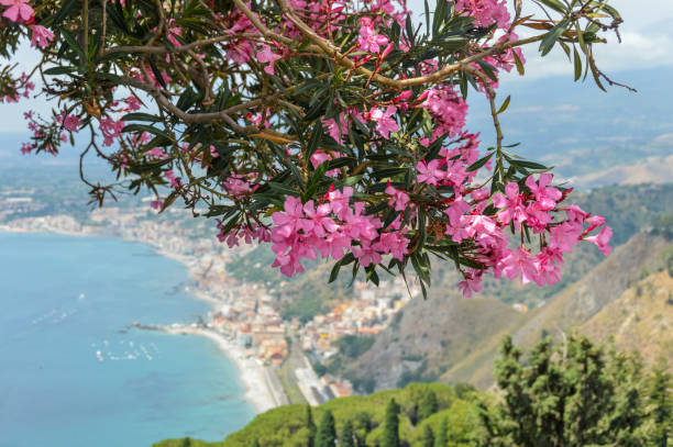 istock Beautiful postcard view with flowers over Taormina, Sicily 827438178