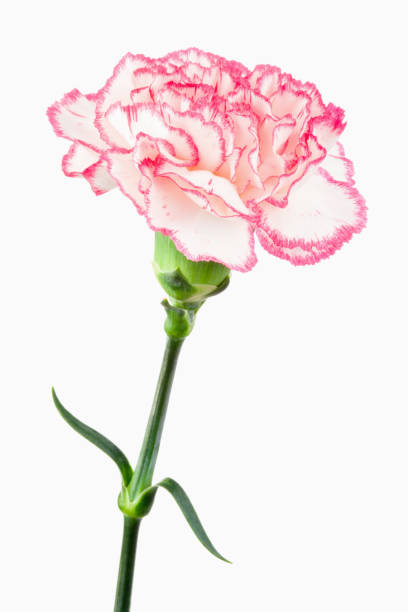 istock Close up of a white and pink carnation 827446166