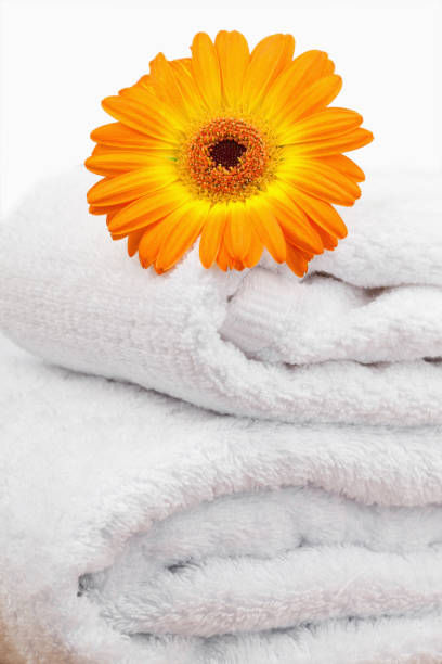 istock An orange sunflovers on white towels 827446210