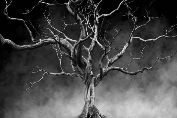 vieil arbre géant big seul sur fond de brouillard et de fumée, noir et blanc couleur - white black tree fog photos et images de collection