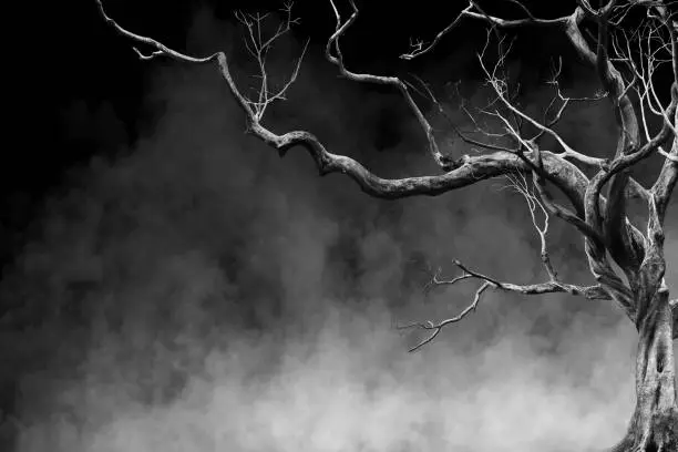Photo of Old Big Giant Tree alone on fog and smoke background, Black and White Color