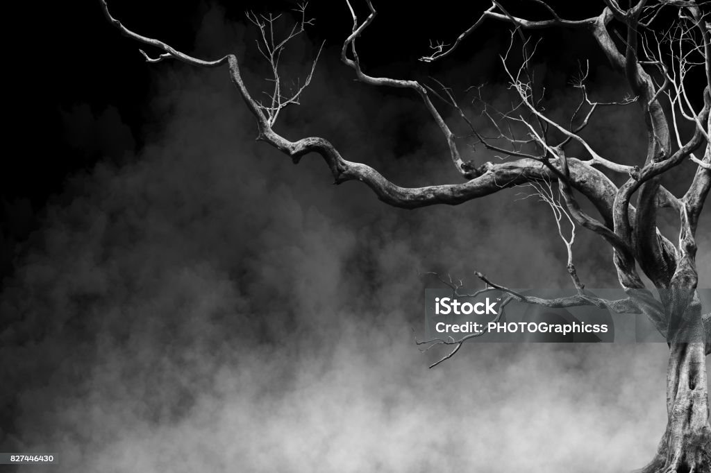 Velho grande árvore gigante sozinho na neblina e fumaça de fundo, cor preto e branco - Foto de stock de Árvore royalty-free
