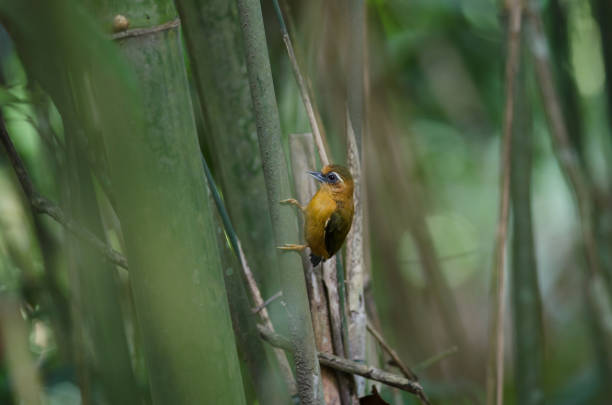 istock White-browed piculet male in the nature. 827449794