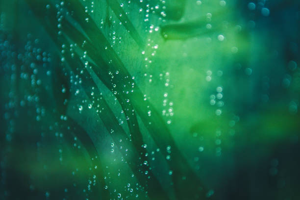 istock Close-Up Raindrops on window glasses surface with the sunlight and tree background. Concept Loneliness on a rainy day.soft focus 827449806
