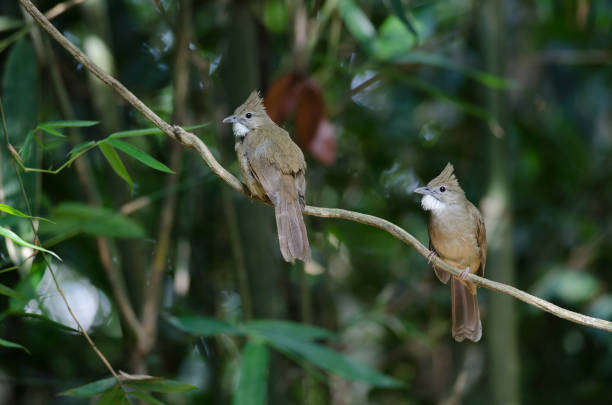 istock Ochraceous Bulbul bird (Alophoixus ochraceus) 827450098