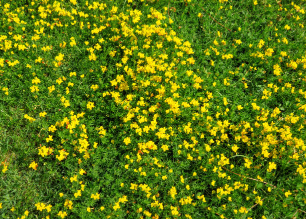 istock Yellow flowers on green grass 827453026