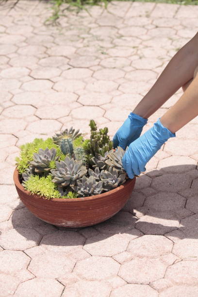 istock Gardener planting succulents. 827460480