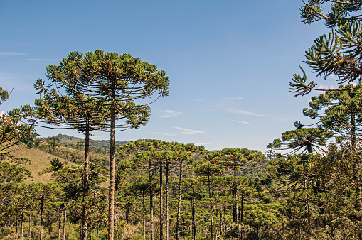 Vista de las copas de los árboles en medio de un bosque de pinos en Horto Florestal, cerca de Campos do Jordão. photo