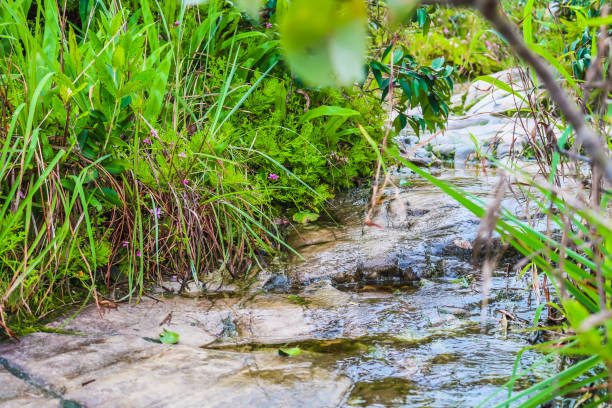istock brook in nature with green moss 827464102