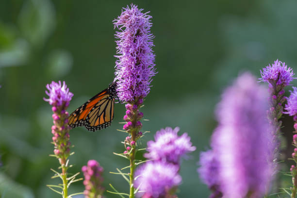 istock Garden Monarch Butterfly 827464674