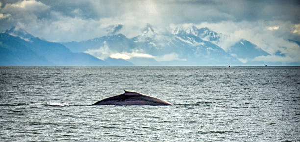 istock Alaska - Travel Destination - Whale Watching Adventure 827465462