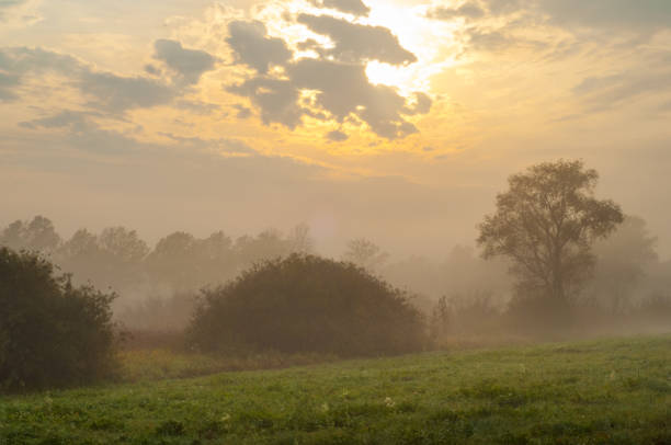 istock Autumn fog in the mixed forest 827466028