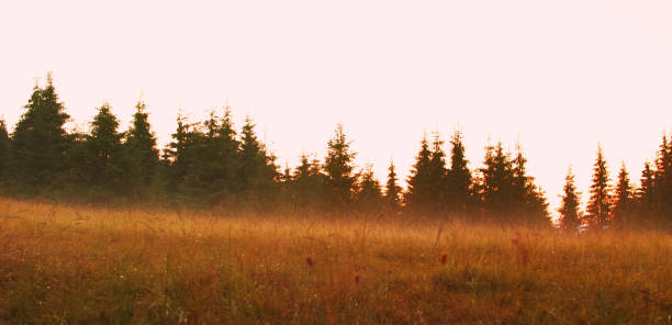 istock Twilight in the Carpathian mountains 827468316