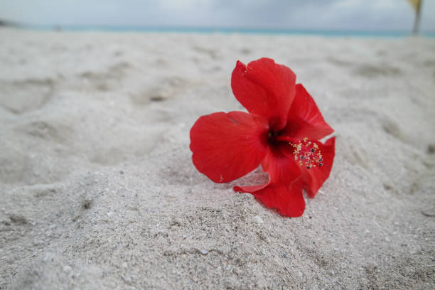 istock Red flower on beach in Cuba 827469786
